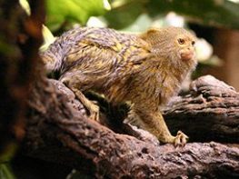 Pygmy marmoset