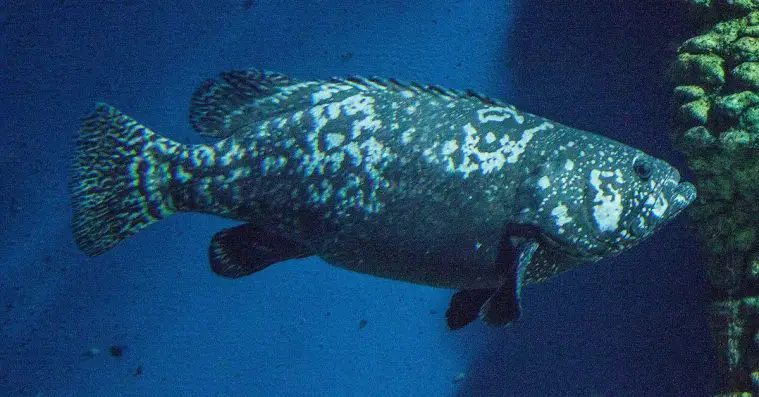 Giant Grouper (Epinephelus lanceolatus)