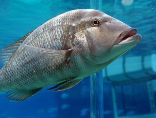 Giant Grouper (Epinephelus lanceolatus)