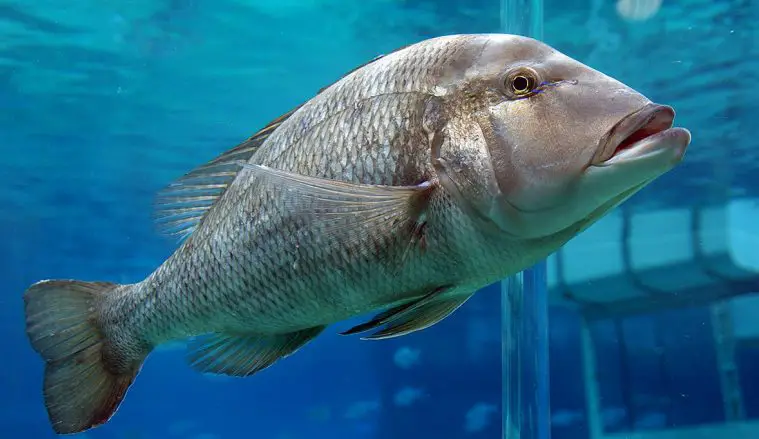 Giant Grouper (Epinephelus lanceolatus)