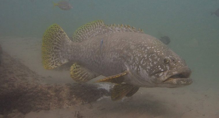 Giant Grouper (Epinephelus lanceolatus)