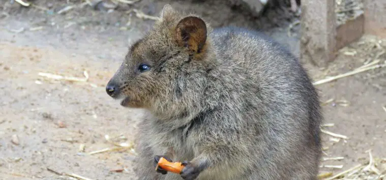 Quokka (Setonix brachyurus)