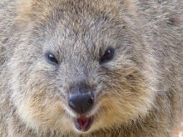 quokka