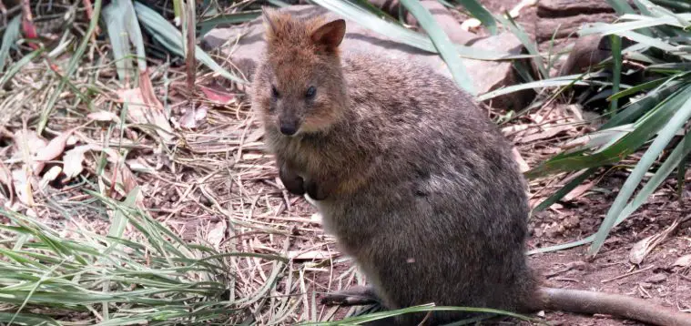Quokka (Setonix brachyurus)