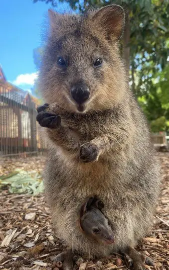 Quokka Joey Adelaide Zoo