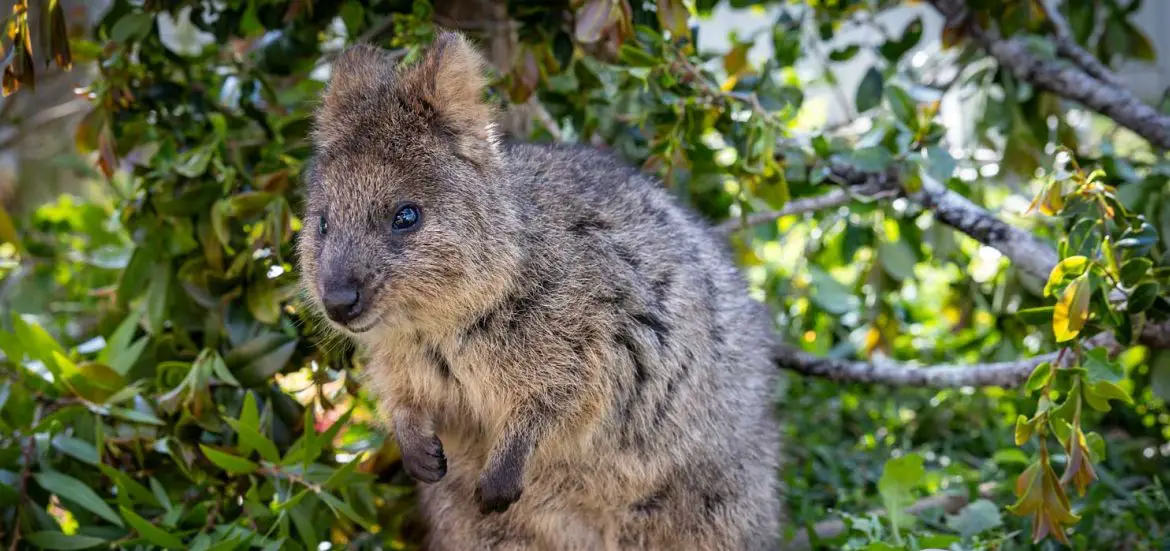 Quokka Arrival at Australia Zoo