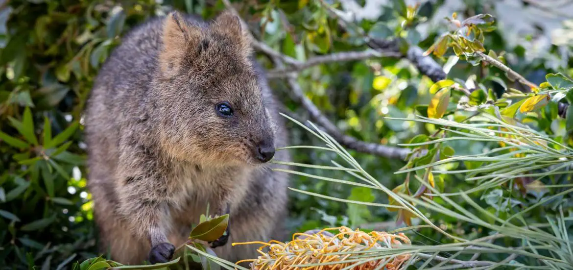 Quokka Arrival at Australia Zoo