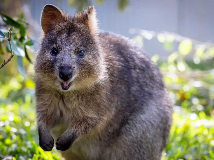 Quokka Arrival at Australia Zoo