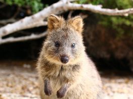 Quokka