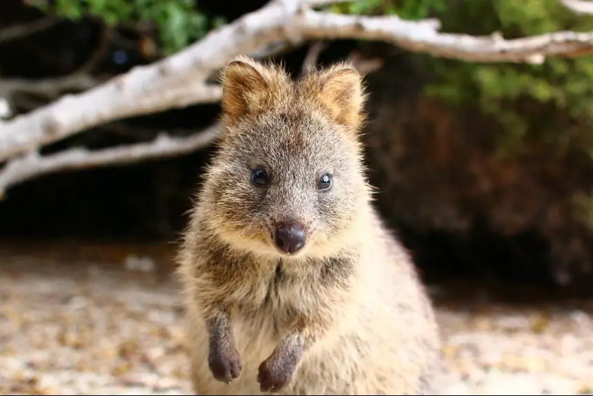 Quokka The Animal Facts Diet, Adaptations, Behaviour, Habitat and More!
