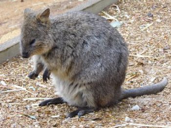 quokka