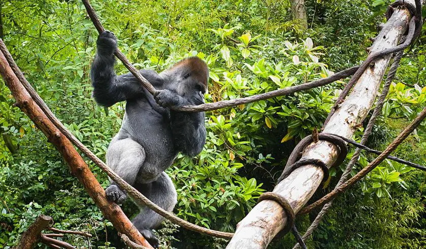 Vip the gorilla passes at Woodland Park Zoo