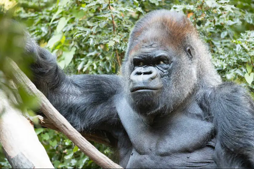 Vip the gorilla passes at Woodland Park Zoo