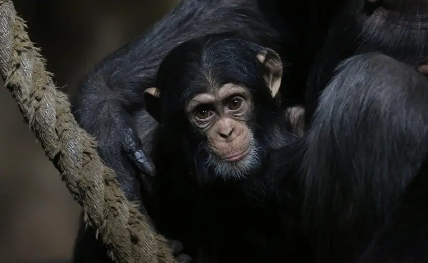 edinburgh zoo chimp party