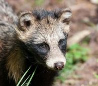 racoon dog