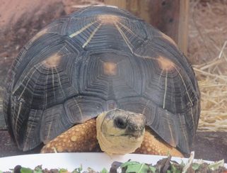 radiated tortoise