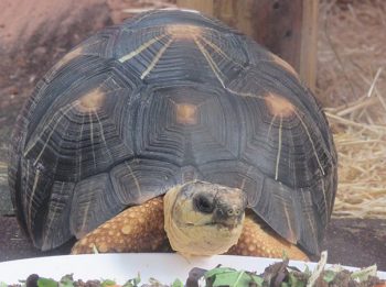 radiated tortoise