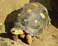 radiated tortoise