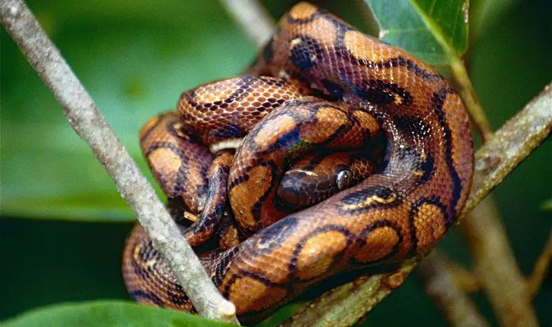 Rainbow Boa