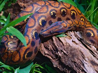 Rainbow Boa