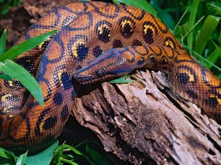 Rainbow Boa