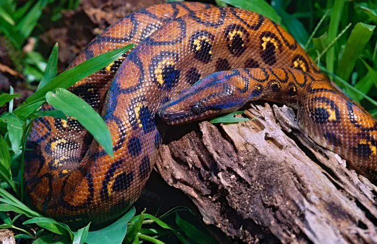 Rainbow Boa
