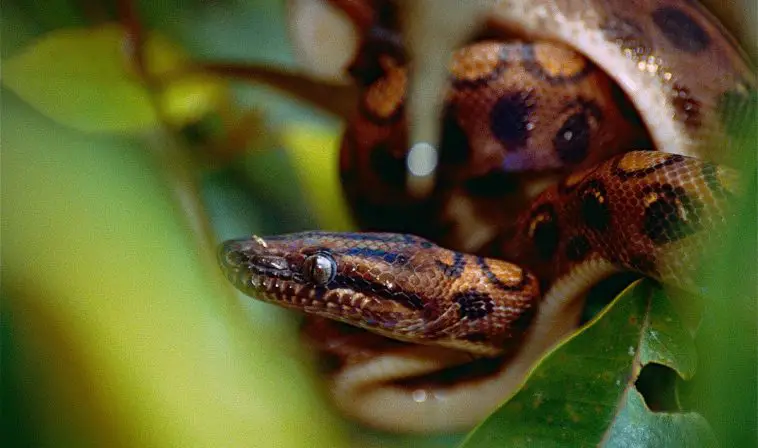 Rainbow Boa