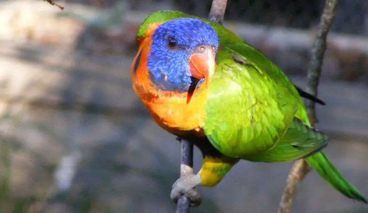Rainbow Lorikeet (Trichoglossus moluccanus)