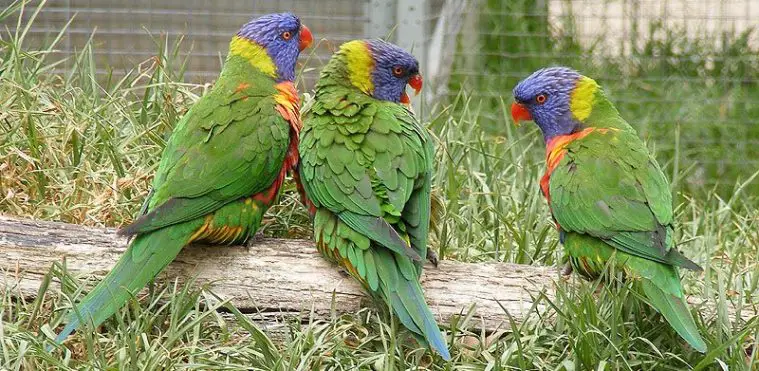 Rainbow Lorikeet (Trichoglossus moluccanus)
