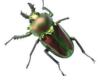 Rainbow Stag Beetle