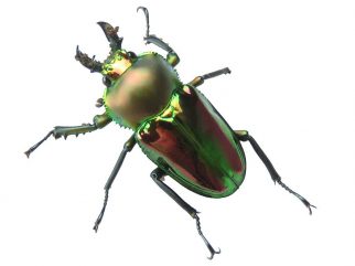 Rainbow stag beetle