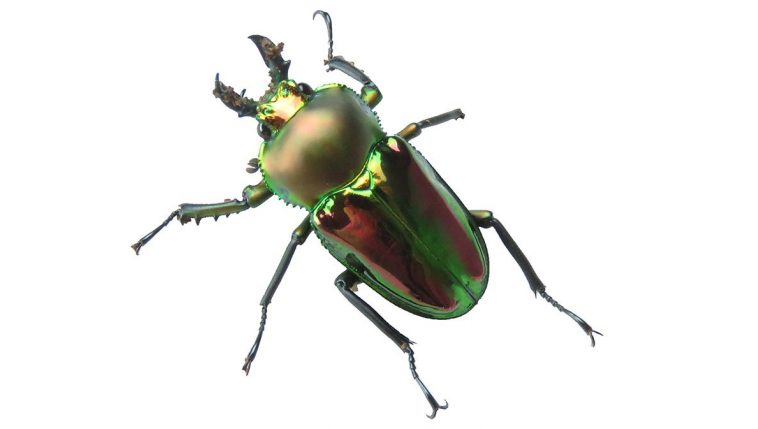 Rainbow stag beetle
