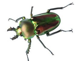 Rainbow Stag Beetle