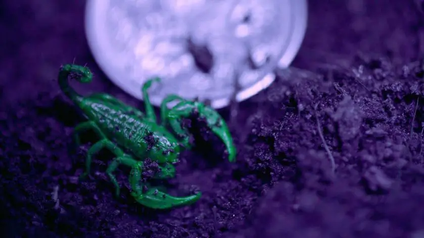 Glow in the dark baby scorpions WILD LIFE Sydney Zoo