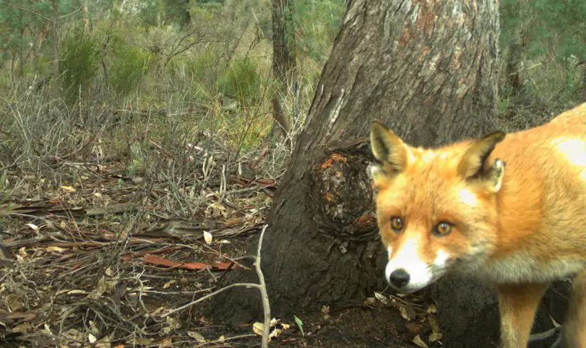 Sly Fox Evades Capture Australian Wildlife Conservancy