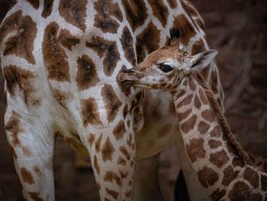 rare giraffe calf at Chester Zoo