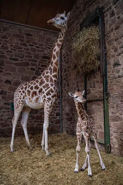 rare giraffe calf at Chester Zoo