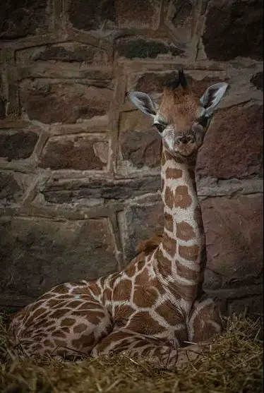 rare giraffe calf at Chester Zoo