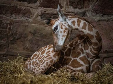rare giraffe calf at Chester Zoo