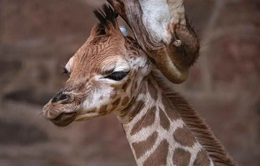 rare giraffe calf at Chester Zoo