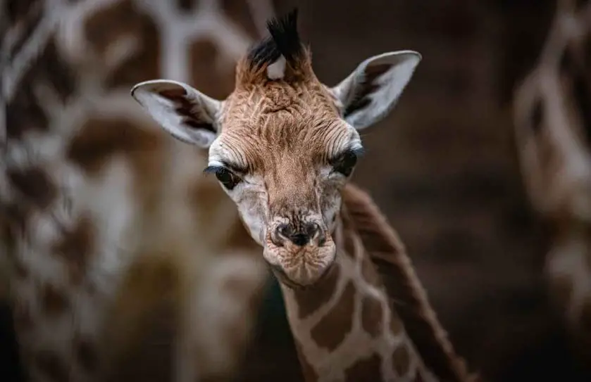 rare giraffe calf at Chester Zoo