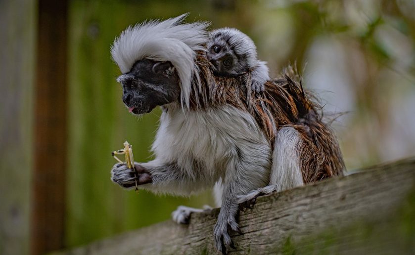 Cotton Top Tamarin Infant Chester Zoo