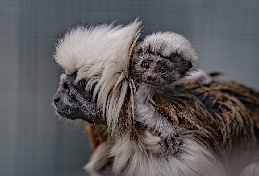 Cotton Top Tamarin Infant Chester Zoo
