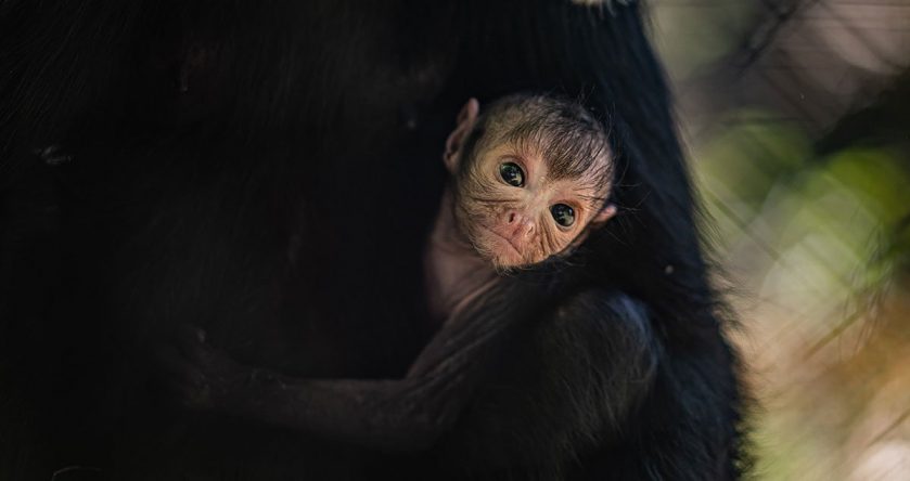 Spider Monkey Infant at Chester Zoo