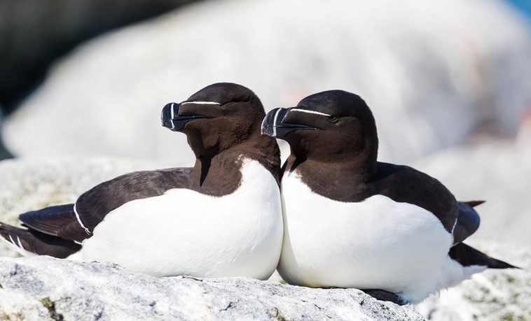 Razorbill