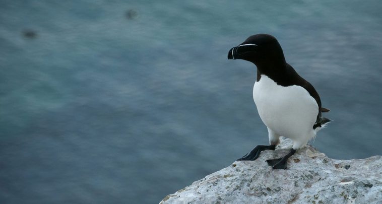 Razorbill