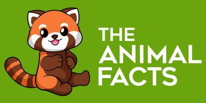 Pygmy Python | The Animal Facts | Appearance, Diet, Habitat, Behavior