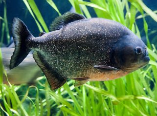 Red-Bellied Piranha (Pygocentrus nattereri)