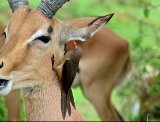 Red-Billed Oxpecker