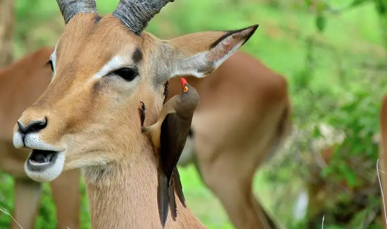 Red-Billed Oxpecker